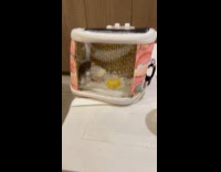 Woman reacts at two chickens inside bag