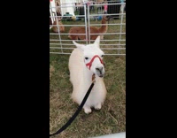 White Llama With Red Leash Chews Food While Laying Down