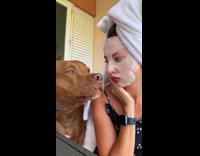 Collab ClipsIG - Brown dog use face mask with owner