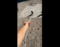 Guy feeds crow fry 