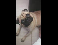 Pug tilts head 