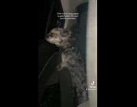 Collab dogIG_default - Dog Enjoys Wind Draught Blow inside Car