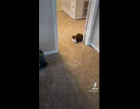 Collab BitchIG2 - Tiktok filter cat on floor thinking about 911