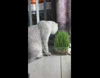 Grey cat eats grass kittens play curtain 