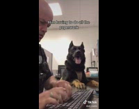 Collab BitchMP - Police dog cop working keyboard