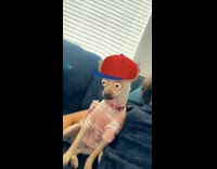 Woman taking selfie video with dog and filters