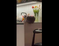 Cat sitting at edge of kitchen counter 