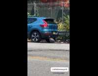 Gray bird on the back of blue car