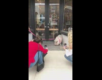 pig pink leash storefront pictures