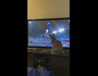 Cat on desk watch TV Olympics gymnastics