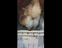 Chicken lays egg from its butt