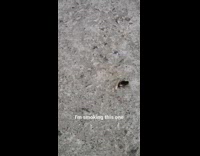 Cockroach roach bug carries cigarette butt pavement 