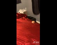 Broken red bed hamster chilling