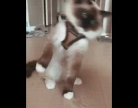 Fluffy cat falls over after wearing harness 