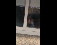 Dog eyes crooked when hit by lights