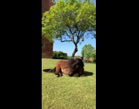Brown horse lays on grass eats it