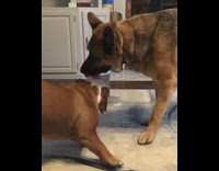 two tan dogs playing tug of war with pink toy 