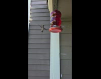 Slow motion humming bird fly red feeder