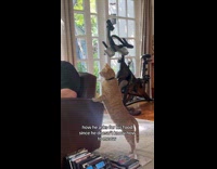 Collab Clips MPUGC - Cat taps hoomans shoulder asking for food 