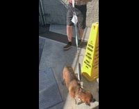 Pet dog with a leash made of face masks