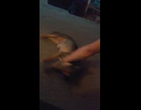 Dog lays on floor spins around circles