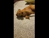 Dog rubs body on new change sheets