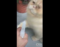 Cat trying to knock away water spray in owner hand