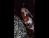 Dogs play biting on couch 