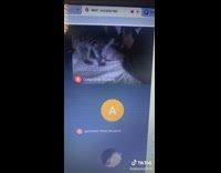 Collab BitchMP - Guy zoom call sleep raccoon