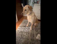 Woman teasing dog with handshake over and over