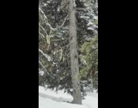 Two squirrels play run around tree snow