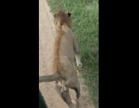 Lion urinates and marks the car on the safari wildlife