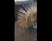 Brown dog fur sticks up static couch 