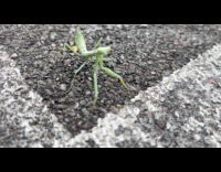 Woman films praying mantis jumps at camera