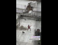 Collab winy - Man practices sword routine on roof with dog