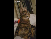 Cat with bunny like ears stares at owner 