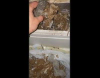 Collab BitchMP - Guy rescues squirrel playing on hand