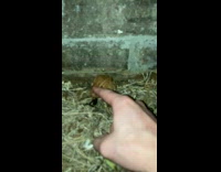 Man Gives Wild Frog in Barn Rubs
