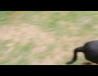 Dog run fast around the backyard