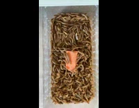 Meal worms eat a carrot in a time lapse