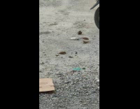Brown sparrow birds bath on dust box