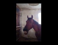Guy pokes horse mouth to show teeth