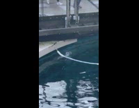 Seal in pool swim around continuously aquarium