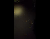 Man found mink on river behind his house