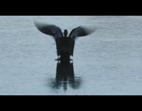 Ducks land and slip on frozen pond