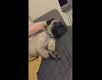 Pug puppy wearing grey collar sleeps lap