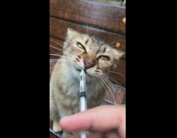 Girl feeds cat milk through syringe bench 