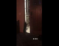 Black cat jump glass window beside door