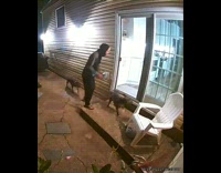 Puppy bumps into closed door 