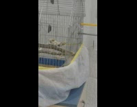 Pet bird inside the cage pecks the metal grills